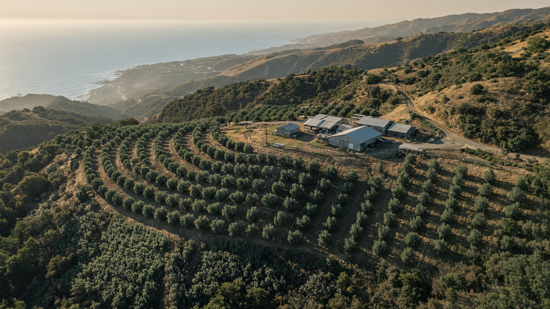 Working orchard on a coastal hillside